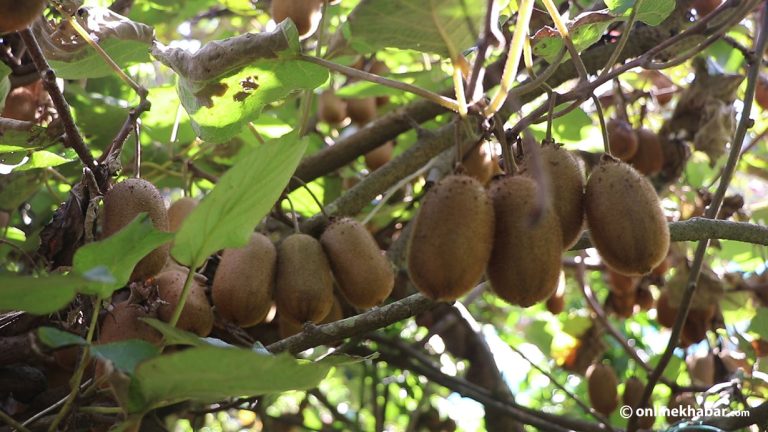 गुल्मीमा ४८ हेक्टर क्षेत्रफलमा किबी खेती