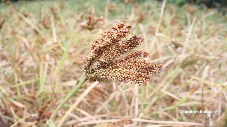 गुल्मीमा कोदो उत्पादन घट्यो