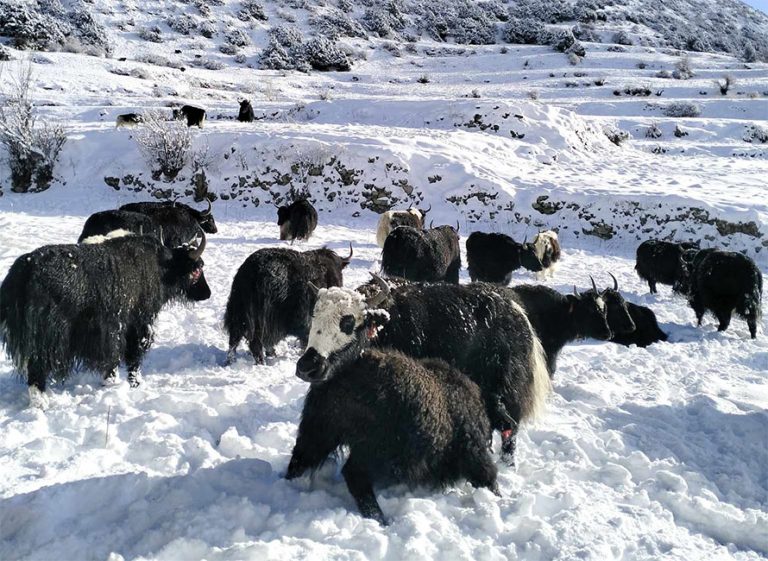 मनाङको तापक्रम माइनस १६, स्थानीय बेँसी झर्न थाले