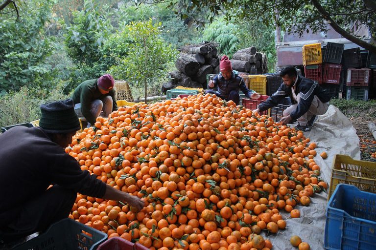 सुन्तलालाई राष्ट्रिय फलफूल घोषणा गर्ने सरकारको तयारी