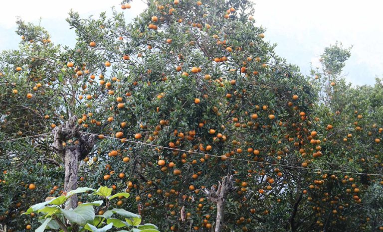 तनहुँको एउटै वडामा फल्छ तीन करोडको सुन्तला