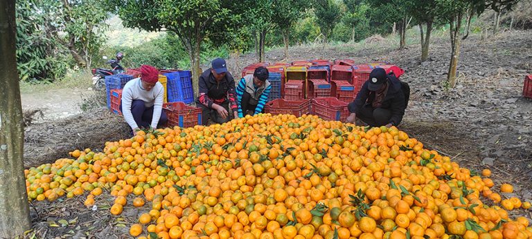 म्याग्दीमा सुन्तलाको न्‍यूनतम मूल्य निर्धारण