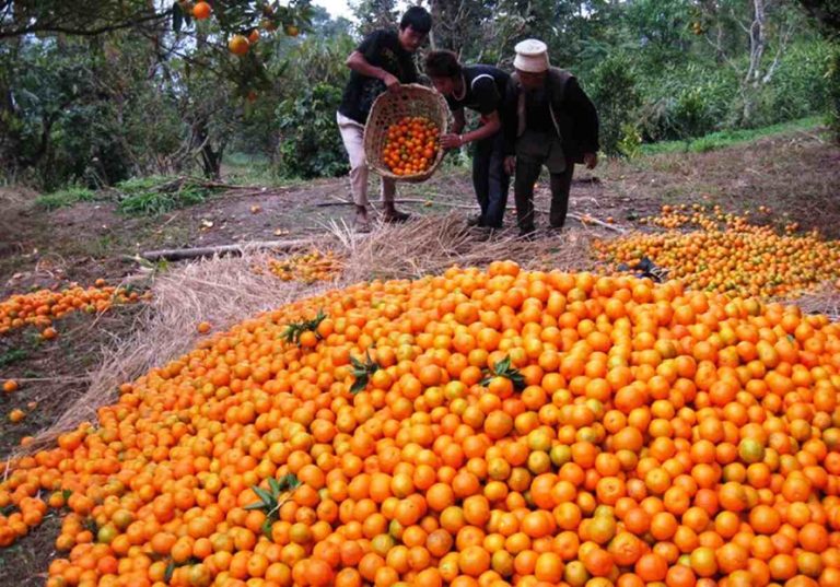 इलामको सलकपुरमा ६ करोडको सुन्तला बिक्री