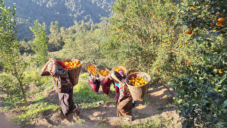 पौरखी किसान विश्वबहादुरले फलाए एउटै बगानमा ७५ लाखको सुन्तला