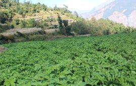 व्यावसायिक खेतीबाट वार्षिक ३० लाख आम्दानी   