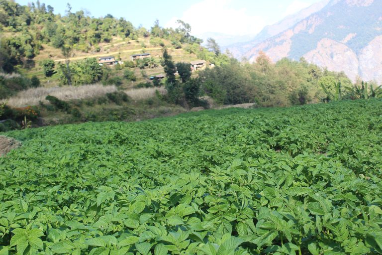 म्याग्दीका किसान आलु खेतीतर्फ आकर्षित