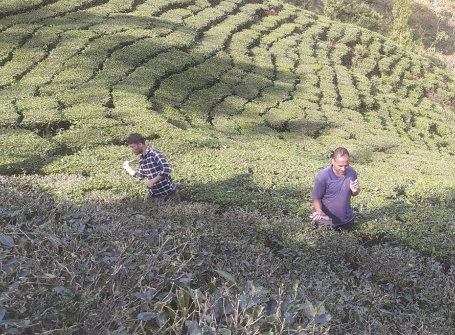 इलाममा चियाको बोट छाँटकाटमा किसान