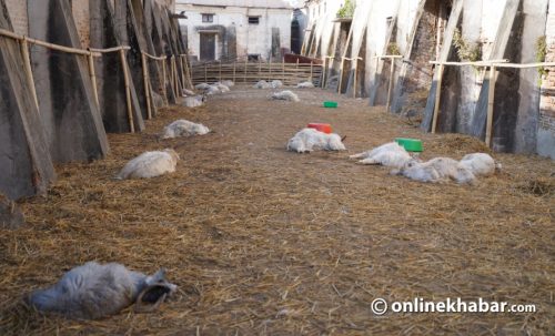 खाद्य गोदाममा कुकुरले टोकेर २३ च्याङ्ग्रा मरे