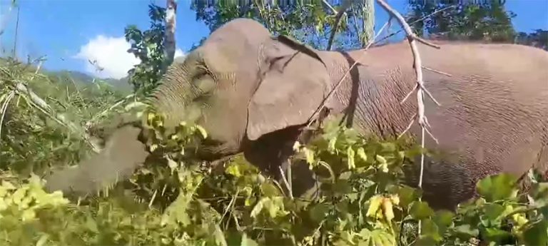 जङ्गली हात्तीबाट गहुँबाली जोगाउन रातभर जाग्राम