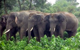 २२ वटा हात्ती लागे भारततिर