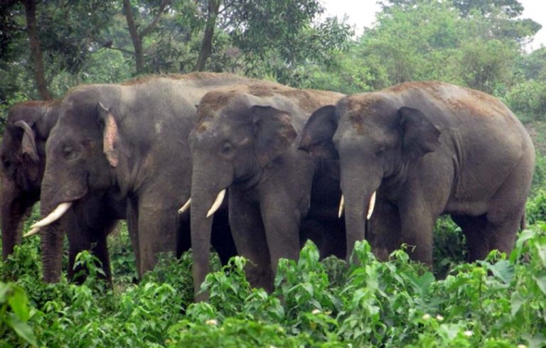 बारामा हात्तीको आक्रमणमा परी एक जनाको मृत्यु