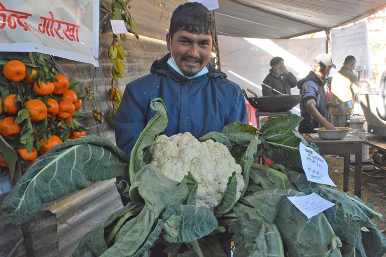 गोरखाकी एककुमारी बस्नेतले फलाइन् नौ किलोको एउटै काउली