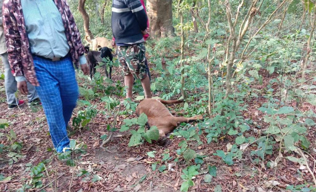 बाराको निजगढमा बाघको आतंक