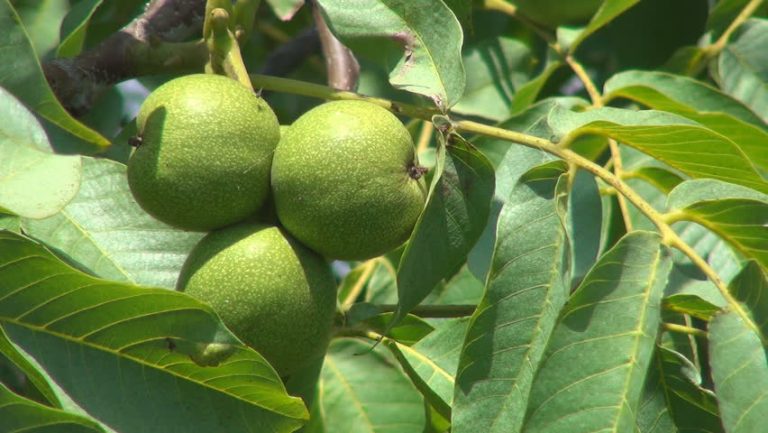 ५ सय रोपनी बाँझो जमिनमा व्यवसायिक ओखर खेती