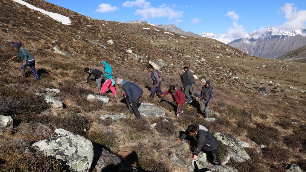 कर्णाली प्रदेशमा जडीबुटी संकलन ठप्प, जनताको एक अर्ब आम्दानी गुम्दै