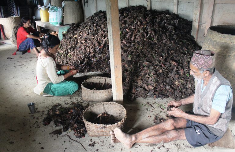 अलैँचीको भाउ प्रतिमन ८५ हजार पुग्‍यो