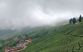 सूर्योदय नगरपालिकाले हटायो चियाको न्यूनतम समर्थन मूल्य