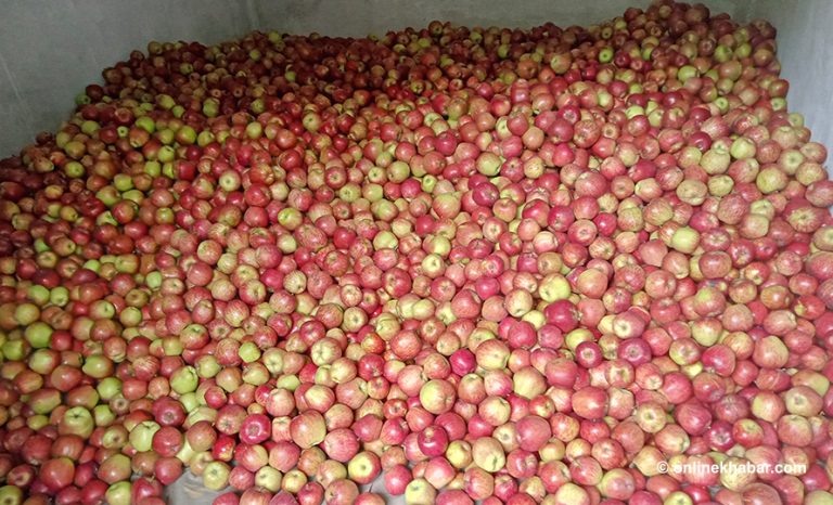 बुटवलमा २ महिनामा कर्णालीको ५ करोडको स्याउ बिक्री