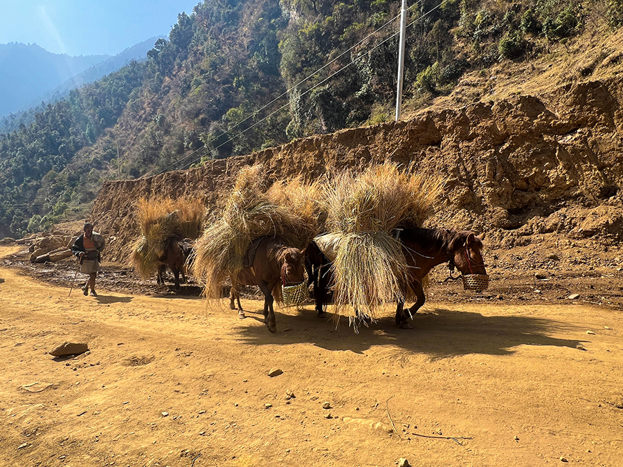 गाउँमा गाडी गुड्न थालेपछि घाँस र मल बोक्छन् खच्चड