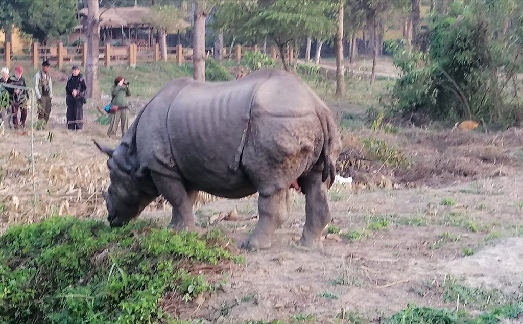 जंगली भाले गैंडाको आक्रमणबाट घाइते मेघौली निको हुँदै