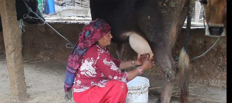 दूधको मूल्य घट्दै गएपछि रामेछापका गाईपालक किसान चिन्तित