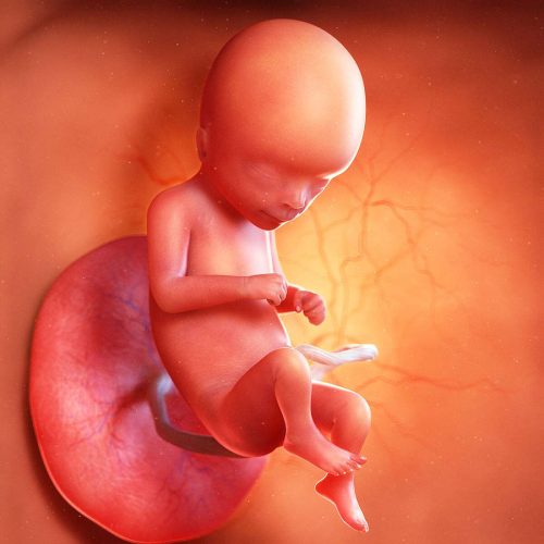 शरीर रहस्य : आमाको गर्भमा भ्रूणको विकास कसरी हुन्छ ?