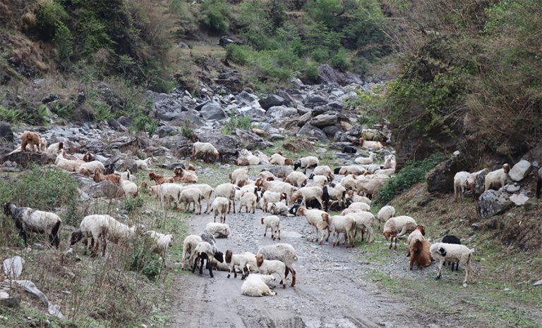 रित्तै छन् बागलुङको लेकका भेँडीगोठ