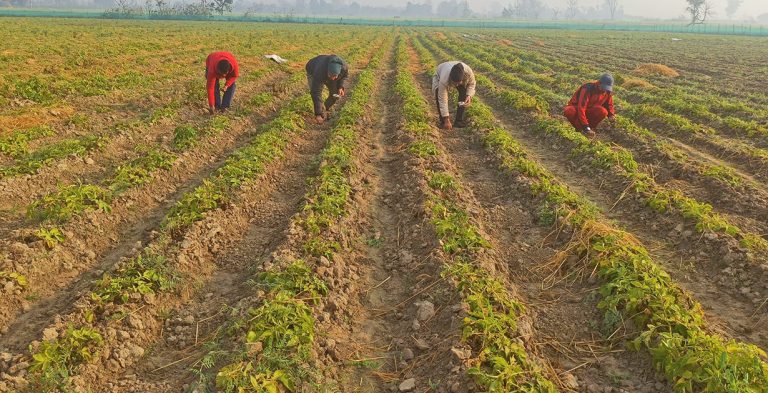 बाँझो जग्गा खोजेर सामूहिक खेती गर्दै विप्लव