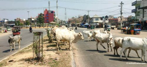 मधेशको राजधानीमा छाडा चौपायाको आतंक