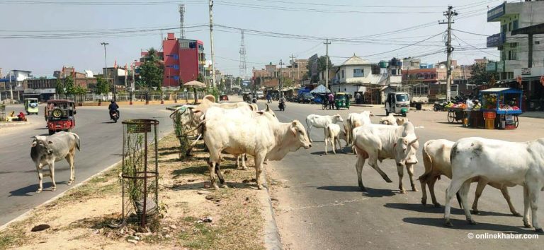 मधेशको राजधानीमा छाडा चौपायाको आतंक