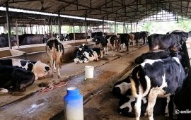 पहिलोपटक गाई प्रदर्शन गरिँदै