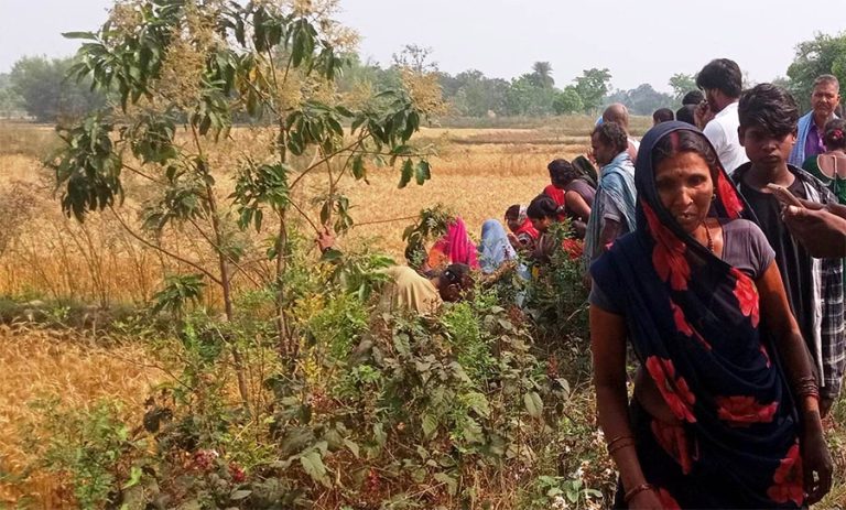 धनुषामा गहुँ खेतमा महिलाको शव भेटियो