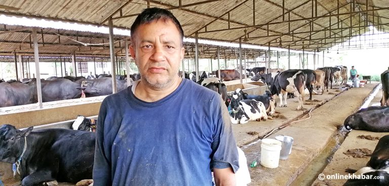 ३० लाख दूध किसानको ६ अर्ब कमाइ संकटमा 