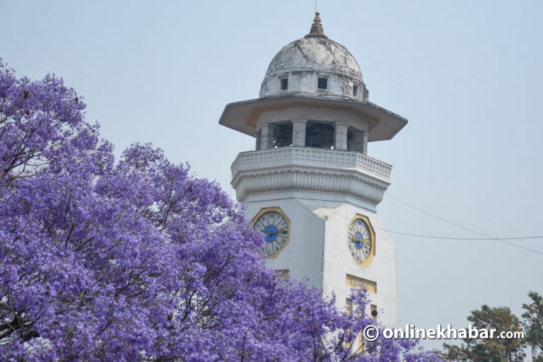 जाकाराण्डाले ढपक्कै ढाकिए काठमाडौंका सडक (तस्वीरहरु)