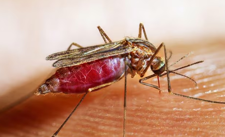 मलेरियाको जोखिम कसलाई बढी हुन्छ ?