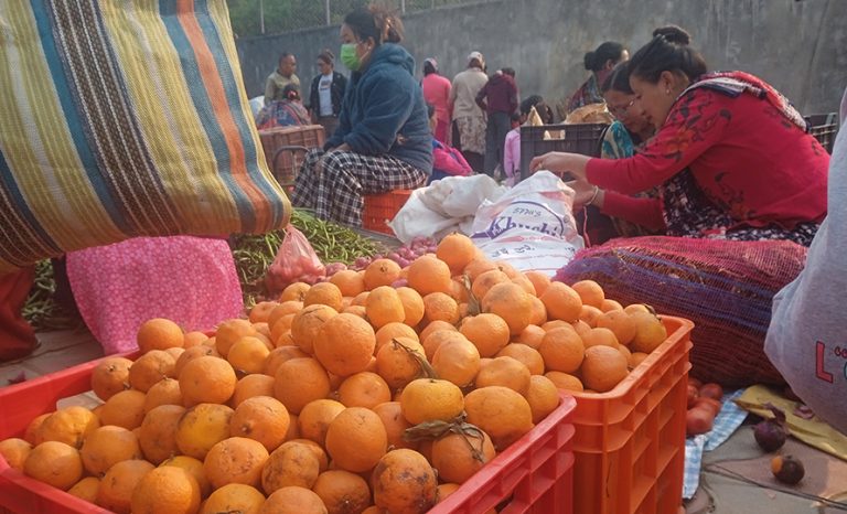 दुई महिनापछि नै सुन्तलाले पायो तीन गुणा बढी मूल्य   