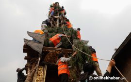 सेतो मच्छेन्द्रनाथको रथ निर्माण गरिँदै, चैत १२ गते राष्ट्रपतिले दर्शन गर्ने