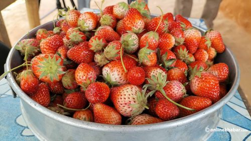 गुल्मीमा व्यावसायिक स्ट्रबेरी खेती सुरु