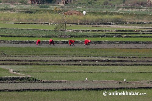 चैते धान खेती विस्तार भए धानमा आत्मनिर्भर बन्न सक्छ नेपाल