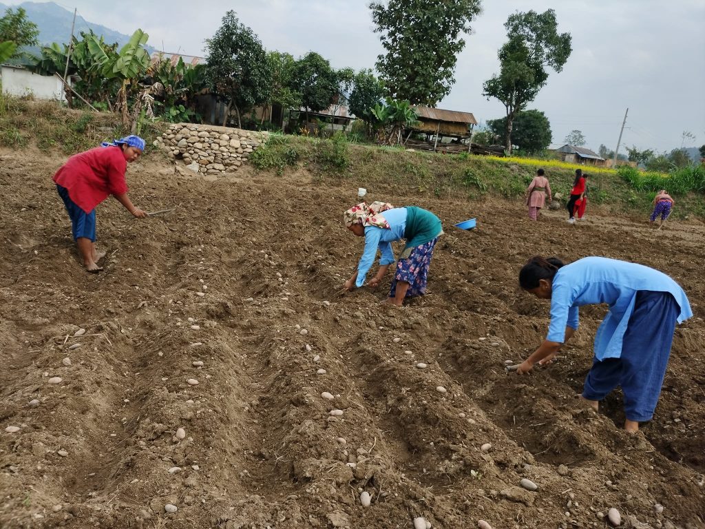 बागमतीको खेतीयोग्य जमिनमा बढ्दो अम्लियपना, घट्यो उत्पादन