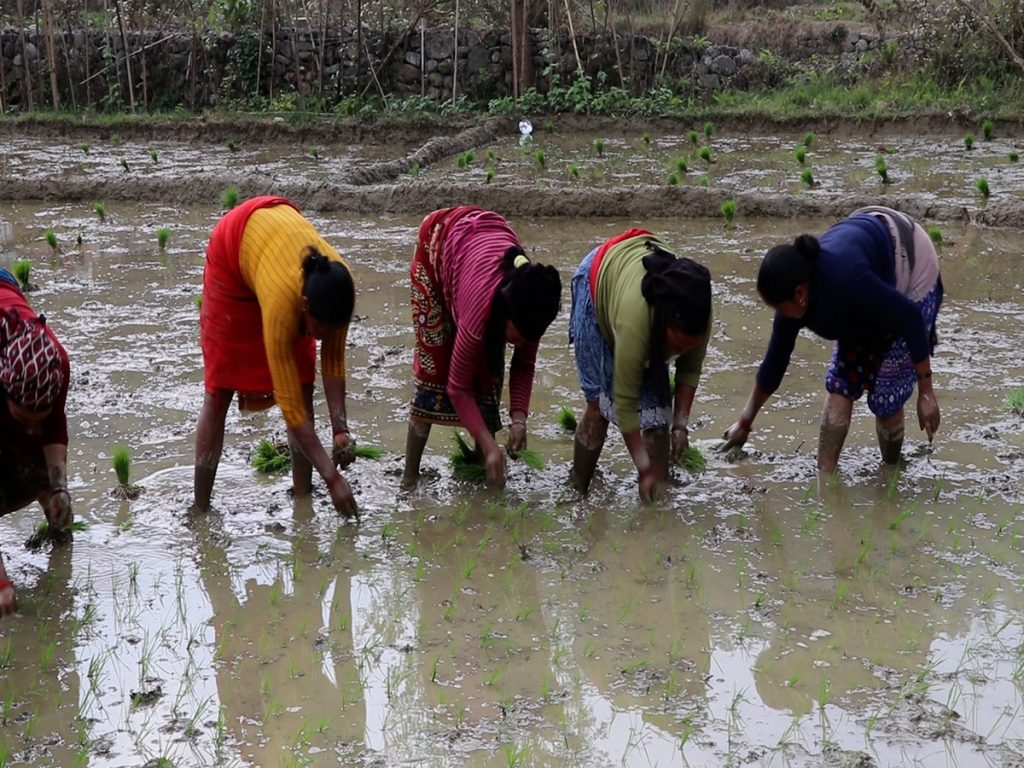 गुल्मीमा १७ प्रतिशत चैते धान रोपाइँ