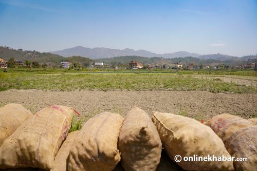 बारामा १ लाख १८ हजार मेट्रिक टनभन्दा बढी आलु उत्पादन