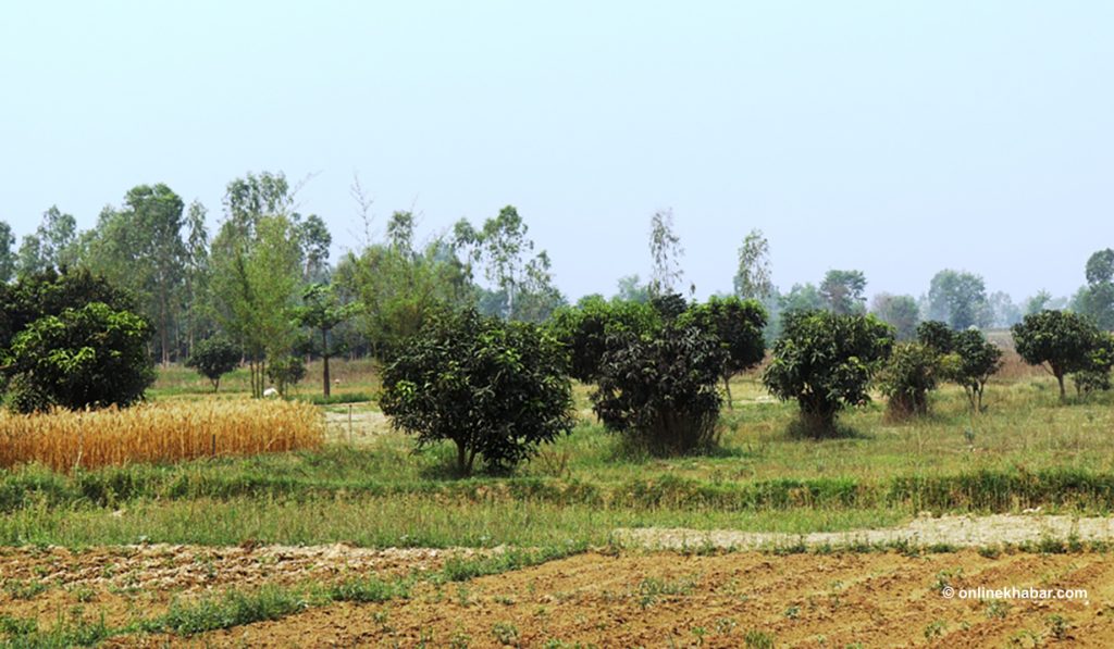 रातु नदीले बगर बनाएको २५६ बिघा जमिन यसरी बन्यो बगैंचा