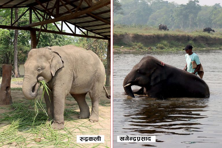 कतारी राजालाई हात्ती उपहार दिने योजना के हो ?