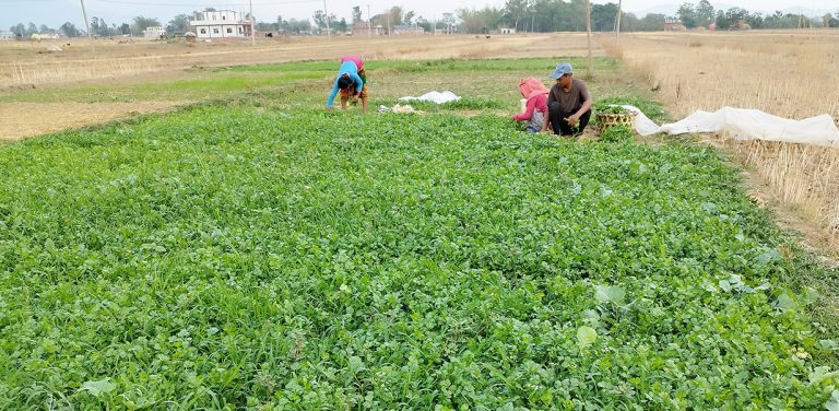 धनियाँ बेचेर वार्षिक ८ लाख कमाउँछन् दाङका अमित चौधरी