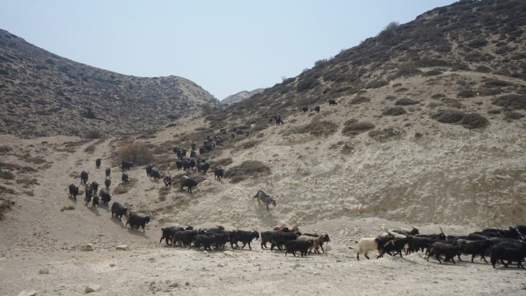 मुस्ताङका च्याङग्राको भुवा परीक्षण