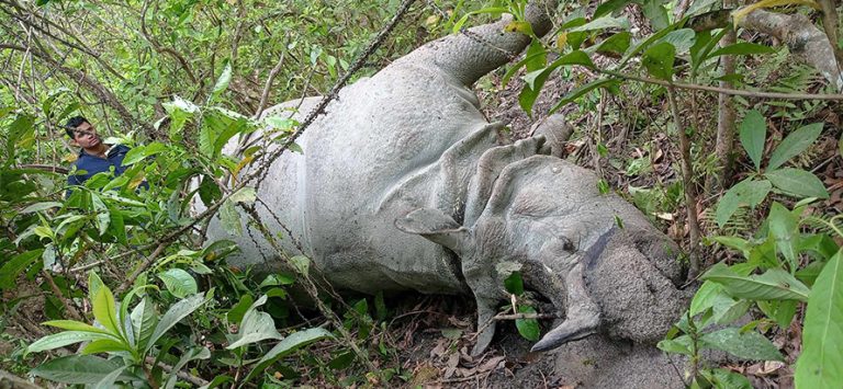 चितवन राष्ट्रिय निकुञ्जमा गैंडा र बाघ मृत भेटिए