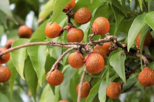 बाँझो जग्गामा सुन झैं पहेंलै रिट्ठा फलाऔं
