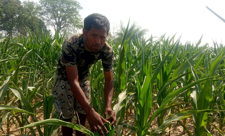 मकैमा कीराको सङ्क्रमण बढेपछि बाँकेमा किसान चिन्तित