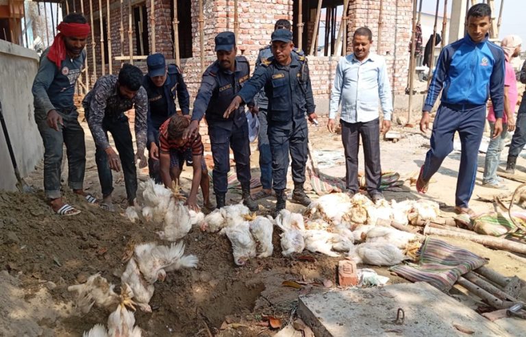 भन्सार छलेर ल्याइएको भन्दै १०६ वटा कुखुरा रौतहट प्रहरीद्वारा नष्ट